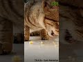 Cute Cat Eating His Favourite Food