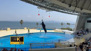 【4K】イルカショー(マリンワールド)《Fukuoka》