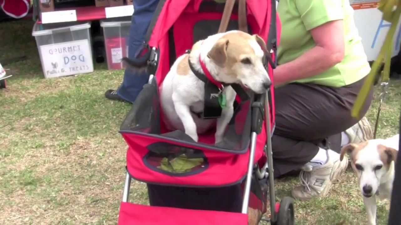 'Take 5 Tour' RSPCA Million Paws Walk Perth Western Australia