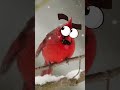 Cardenal Con Ojos De Caricatura Angrybirds 