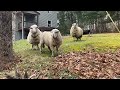 Sheep Running at Large