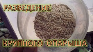 Разведение опарыша в домашних условиях, maggot breeding, как разводить опарыша.