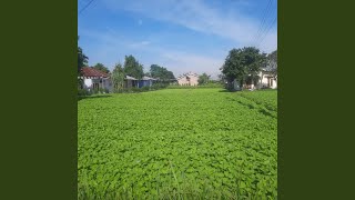 Saat Cinta Menjadi Luka