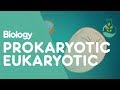 Prokaryotic Versus Eukaryotic Cells: Key Differences and Characteristics