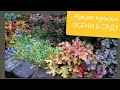 ЯРКИЕ КРАСКИ ДОЖДЛИВЫХ ДНЕЙ🍁Гортензии🍁Барбарисы🍁Голубика🍁Дерены🍁Гейхеры🍁