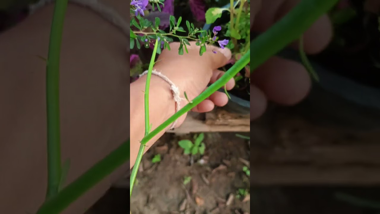 ชมสวนฤาษีผสมยามเช้า1มีนา69