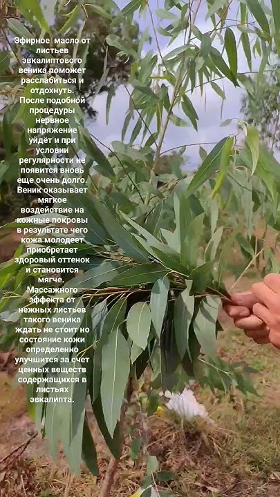 Веник для бани из эвкалипта. #shortvideo #камбоджа #эвкалипт #баня # ...