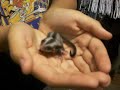 Baby Sugar Glider