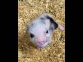 Cute little piggy 🐷 #littlepig #piggy #cute #piglet #babypig