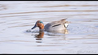 Eurasian Teal or Common Teal (Anas crecca ♂) / Krickente [1]
