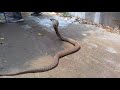 SPECTACLED COBRA catching in a dangerous situation