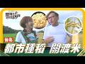 🗺《姆士尋寶去》台北有金色稻海！都市農民化身稻田守護者，在關渡種出香Q飽滿「關渡米」！隨風搖曳的金黃稻浪，勾勒出城市難得一見的田園風光，帶你發現台北最珍貴的土地故事！