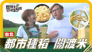 🗺《姆士尋寶去》台北有金色稻海！都市農民化身稻田守護者，在關渡種出香Q飽滿「關渡米」！隨風搖曳的金黃稻浪，勾勒出城市難得一見的田園風光，帶你發現台北最珍貴的土地故事！