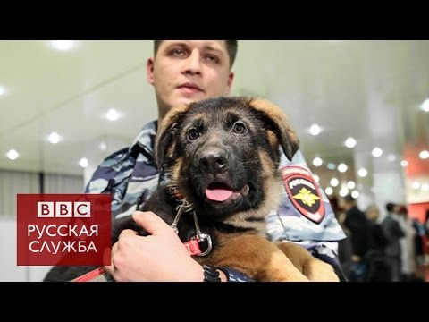 Москва подарила французской полиции щенка - BBC Russian