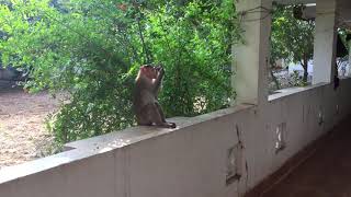 Funny monkey checks out its reflection in the mirror #monkey   #mirror