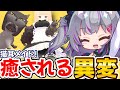 【癒しの異変ゲーム！？】かわいい猫カフェで猫耳メイドと一緒に仲良く居異変さがし thumbnail