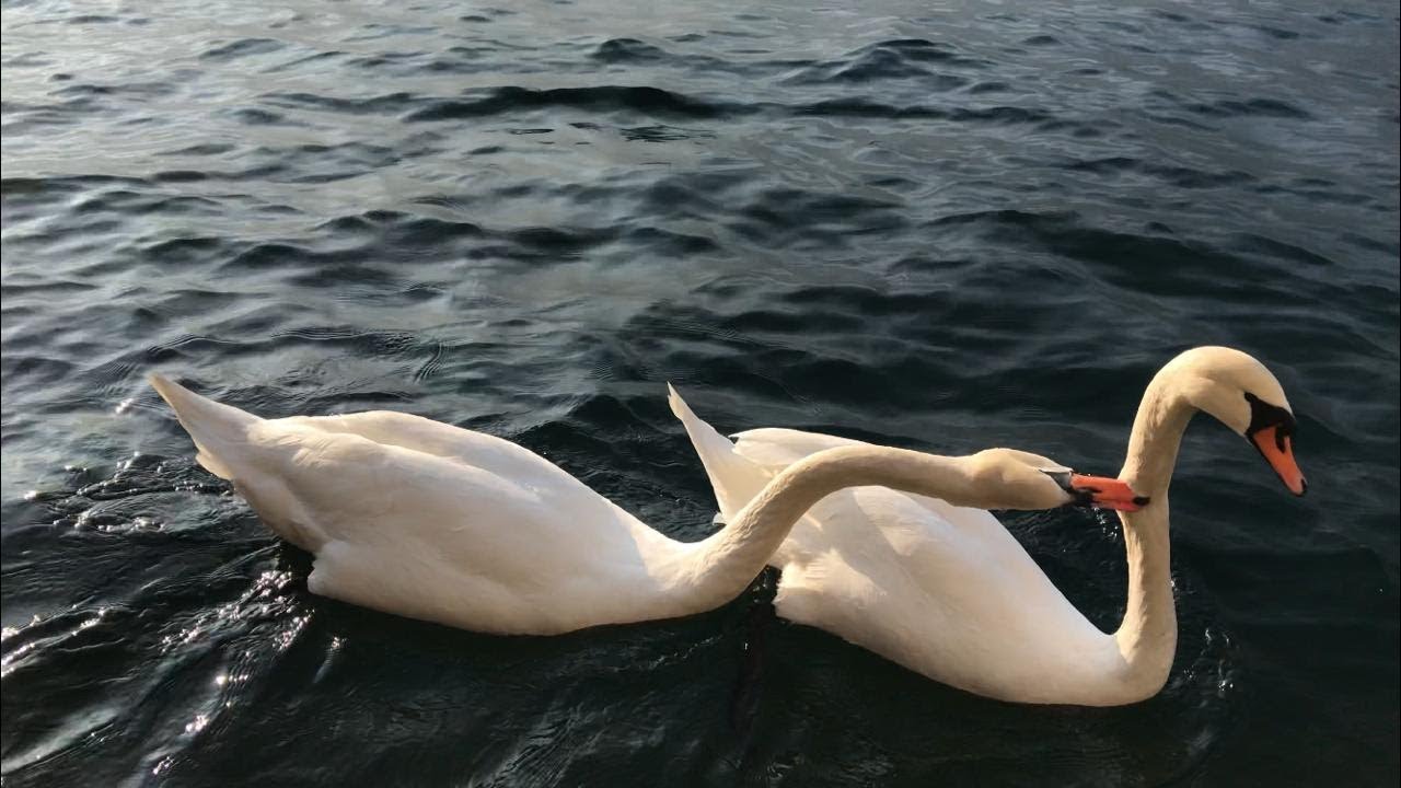 SWANS in the Como lake - Beautiful white swans Swimming and Dancing together