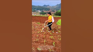 Fertilizing corn: people using a tool to apply fertilizer to corn plants in a field