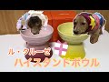 おしゃれな食器でごはんを食べる愛犬【ミニチュアダックスフンド】【ル・クルーゼ】