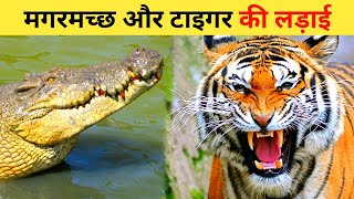 Tiger aur Crocodile Ki Ladai | Tiger vs Crocodile In Hindi | Secret Sach