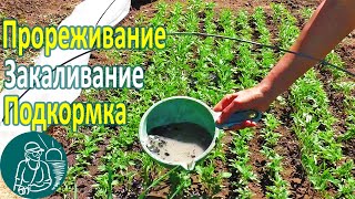 🌱 Подкормка и закаливание рассады томатов 🍅 Опыт выращивания рассады по технологии Гордеевых