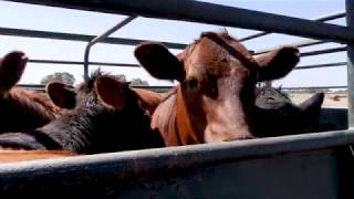 Gathercoles Slaughterhouse Vigil Melbourne Cow Save