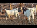 Boer goat na australia kennedy