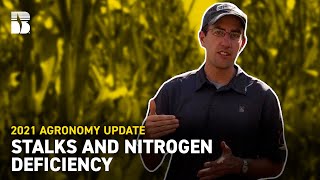 Stalks and Nitrogen Deficiency | Beck's Agronomy Updates