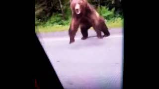 Bear With Rabies