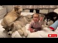This Is Our Evening Routine! How We Deal With 3 Malamutes A Cat And A Baby!! (Cutest EVER!!)