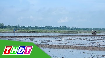 Nước rút người dân tập trung xuống giống lúa Đông Xuân | THDT