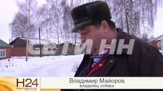 Отравленный смертельно опасным ядом снег появился в сотне мест Нижнего Новгорода Отравленный смертельно опасным ядом снег появился в сотне мест Нижнего Новгорода
