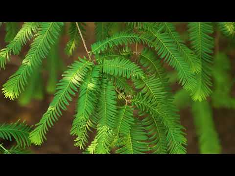 Metasequoia glyptostroboides -  Dawn Redwood