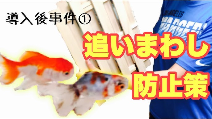 嫉妬 妬み いじめ 金魚水槽 Youtube 嫉妬 妬み いじめ 金魚水槽 Youtube