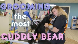 All Floof, no Brains! Bernese Mountain Dog Grooming!