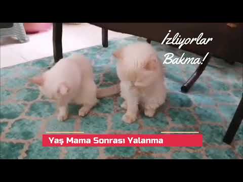 Kedi Ayran Icer Mi