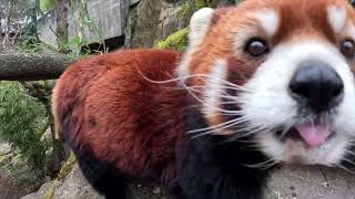 Red Panda Moshu Crunches High And Low