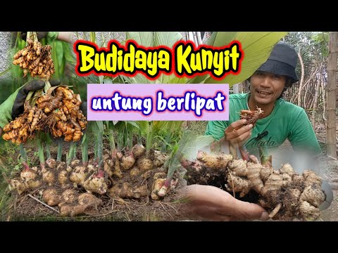 Cara Menanam Kunir Putih