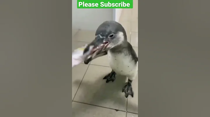 This is called fast food 😂😂 #funny #short #shorts #penguin