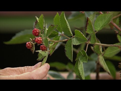 Video: Cefhaleuros Of Blackberry Plants: gestione delle more con macchie di alghe