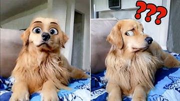 Trying Snapchat Filters On Your Dog - Funny Pets Reaction Videos | Super Cats