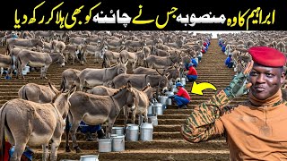 Download Lagu Ibrahim Traore's Shocking Plan Why He is Raising Millions of Donkeys ? MP3 Download Lagu Ibrahim Traore's Shocking Plan Why He is Raising Millions of Donkeys ? MP3