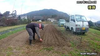 2019121401ほうれん草播種高祖Ⅶと中耕#128