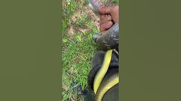 Săn được hai con rắn cùng một vị trí - Chó săn rắn | TÂN MẦU TV