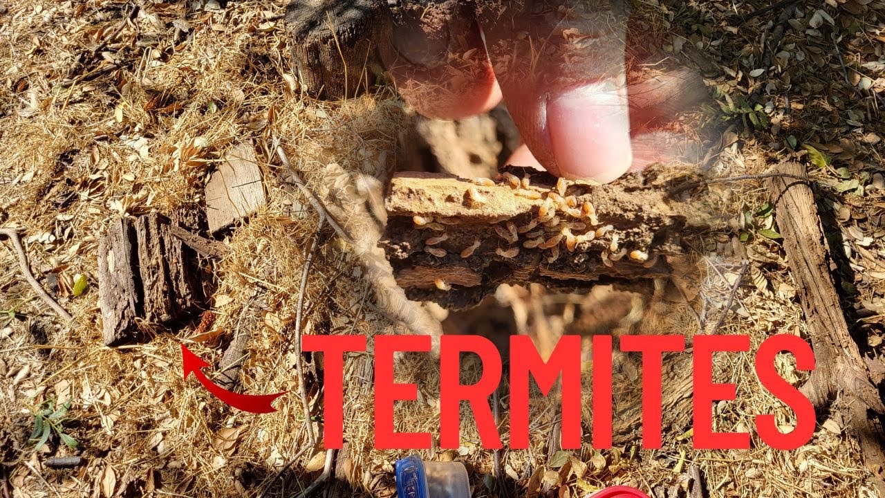 Начало моей империи термитов