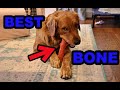 Best Dog Bone for 2023