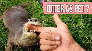 Do Otter Makes Good Pet?
