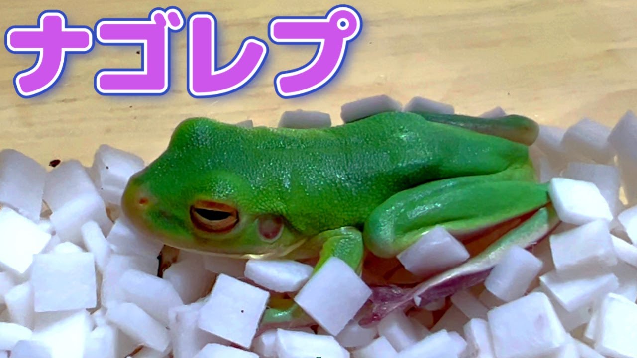 ナゴレプでカエルと亀を迎え入れました Youtube
