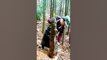 The process of peeling bamboo shoots - a good tool can improve the efficiency of doing things