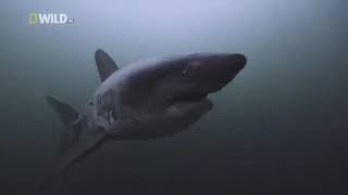 Акулы National Geographic Документальный Фильм про акул.